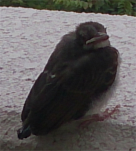 ヒヨドリのヒナ ヒヨドリのヒナ