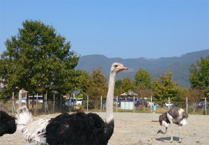 ラクダです