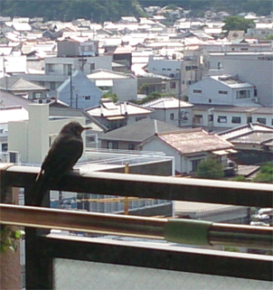 町衆を監視中 町衆を監視中