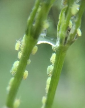 虫虫虫 虫虫虫