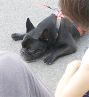 ワンちゃんズ ワンちゃんズ