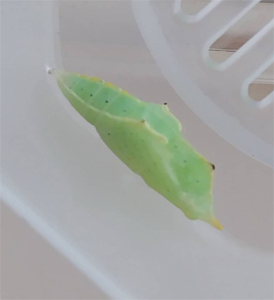 サナギになりました