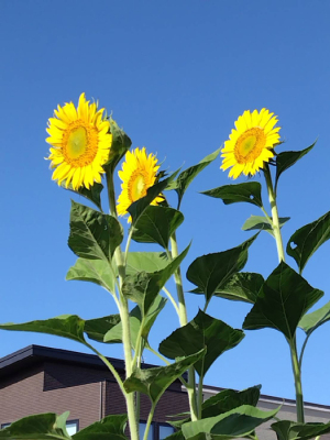 はるかのひまわり はるかのひまわり